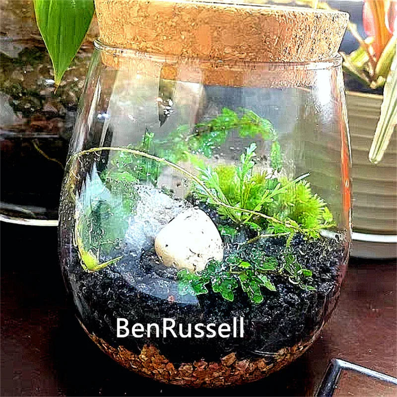 Micro Landscape Ecological Glass Bottle Cork Lid Hydroponic