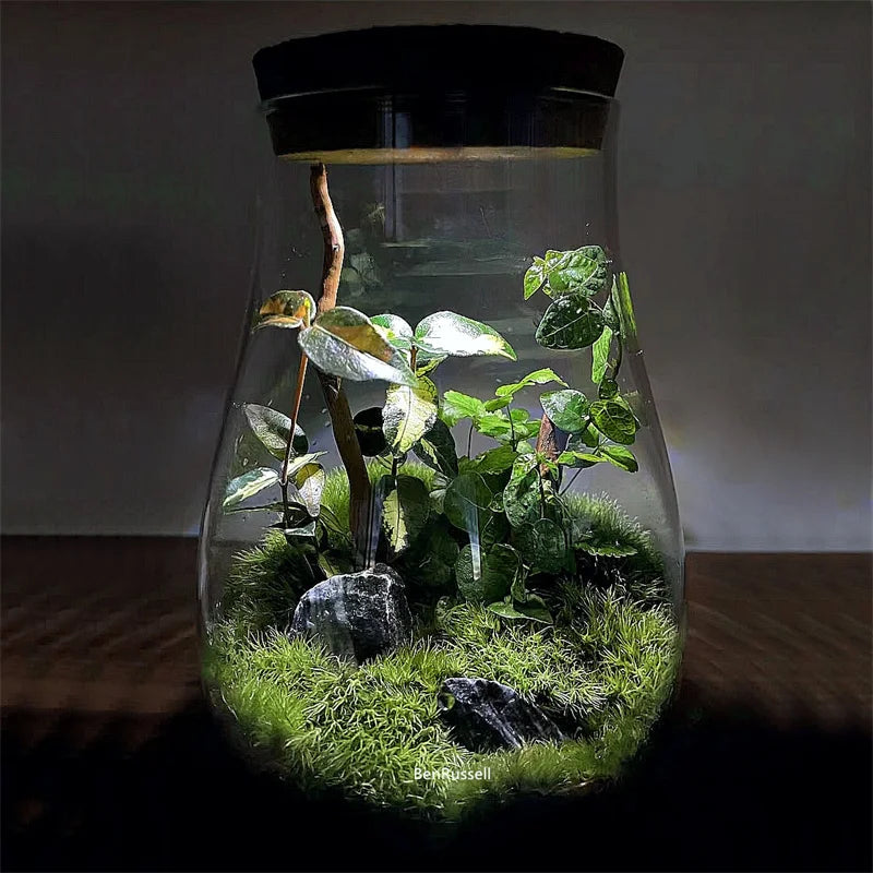 Water Droplets Shape Glass Jars Micro Landscape Ecological