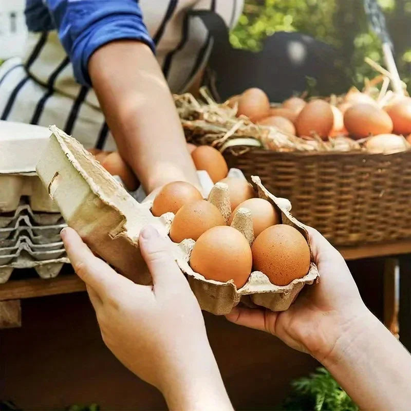 Grids Egg Packaging Box Pulp Material Egg Box